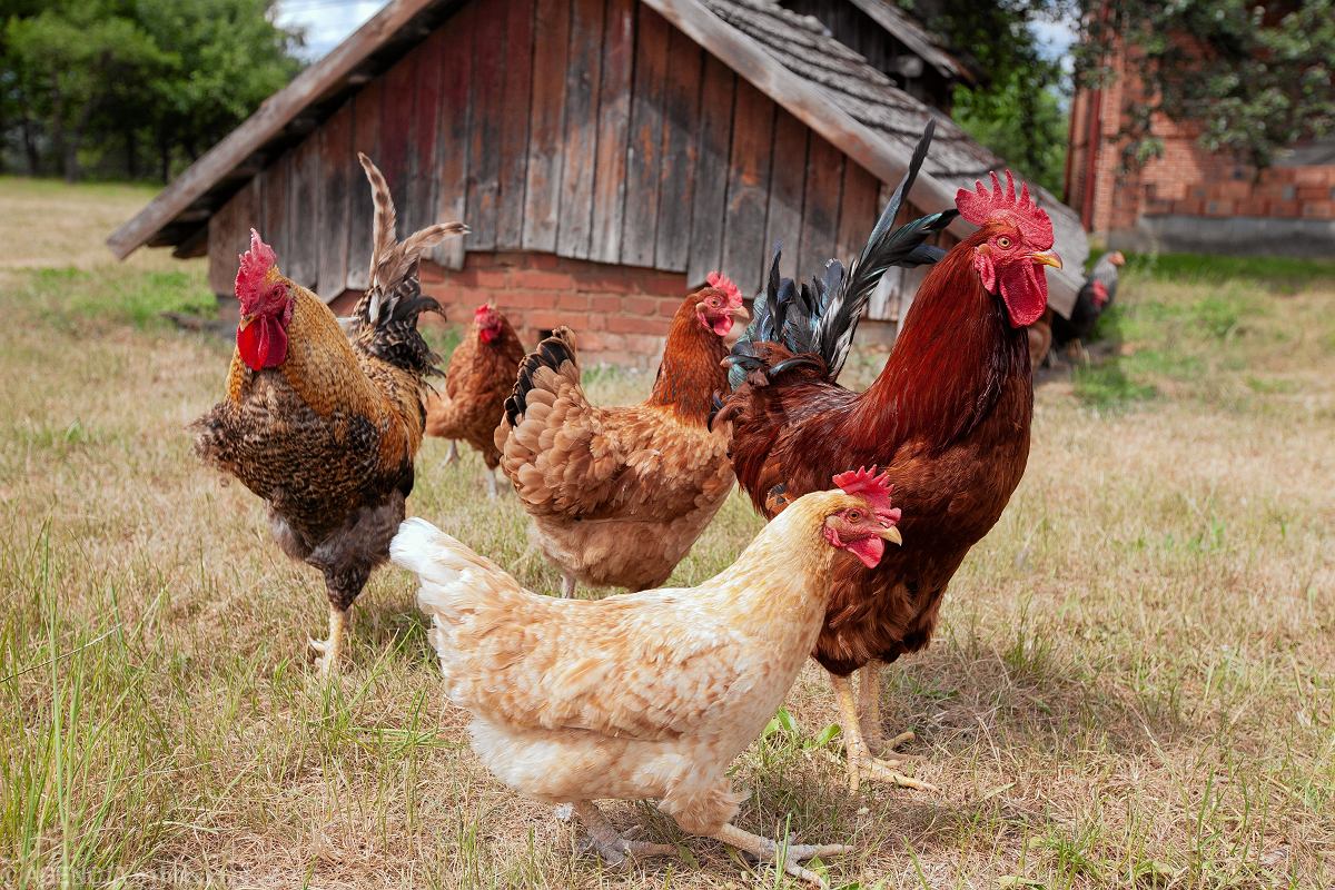 🐔 Co się dzieje z drobiem na Mazowszu? Krótkie wyjaśnienie nowego rozporządzenia Wojewody Mazowieckiego