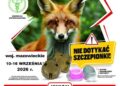Uwaga mieszkańcy! Ochronne szczepienie lisów na Mazowszu 🦊