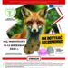 Uwaga mieszkańcy! Ochronne szczepienie lisów na Mazowszu 🦊